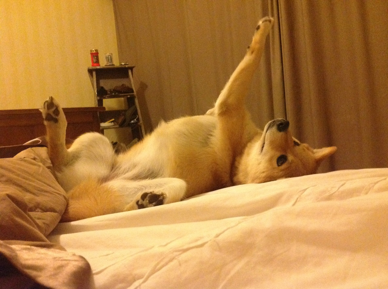 中国女篮勇敢面对高压比赛挑战,中国女篮勇敢面对高压比赛挑战视频