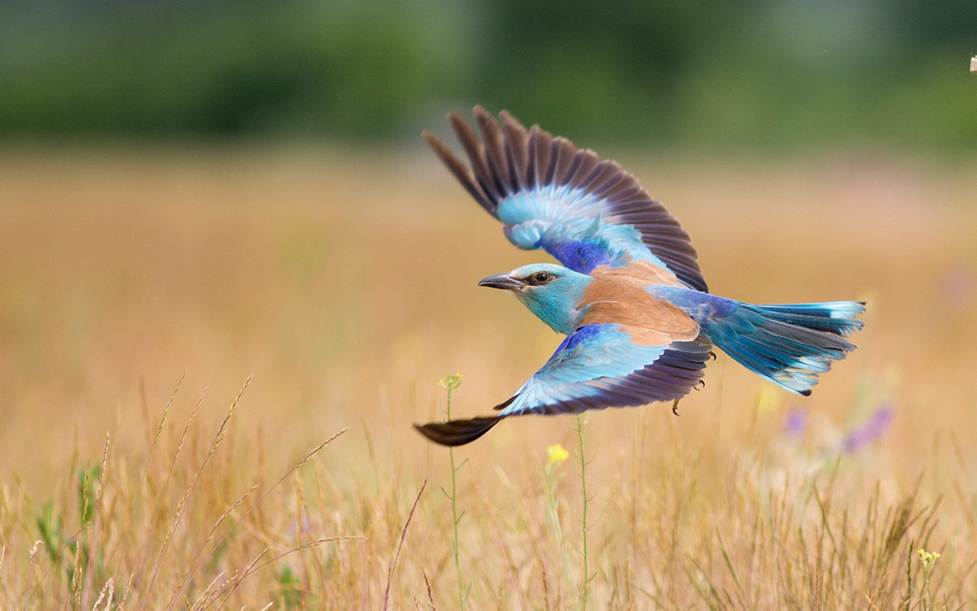 中国女篮勇敢面对高压比赛挑战,中国女篮勇敢面对高压比赛挑战视频